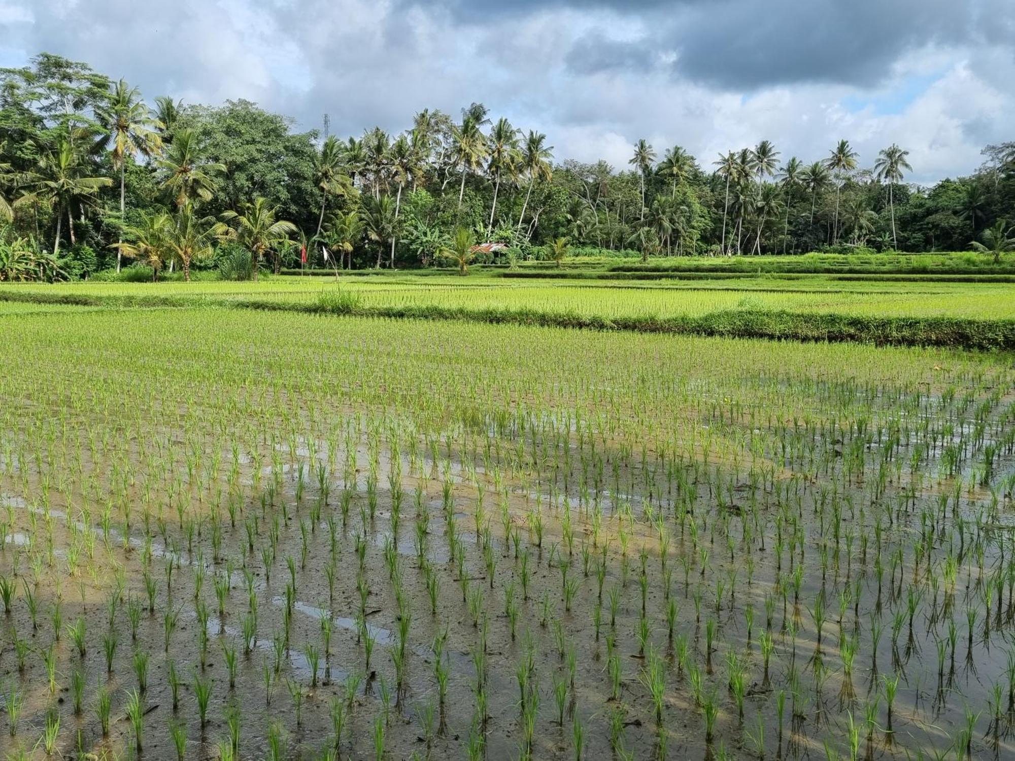 New 4 Bedroom Villa Surrounded By Jungle And Ricefields Ubud Kültér fotó