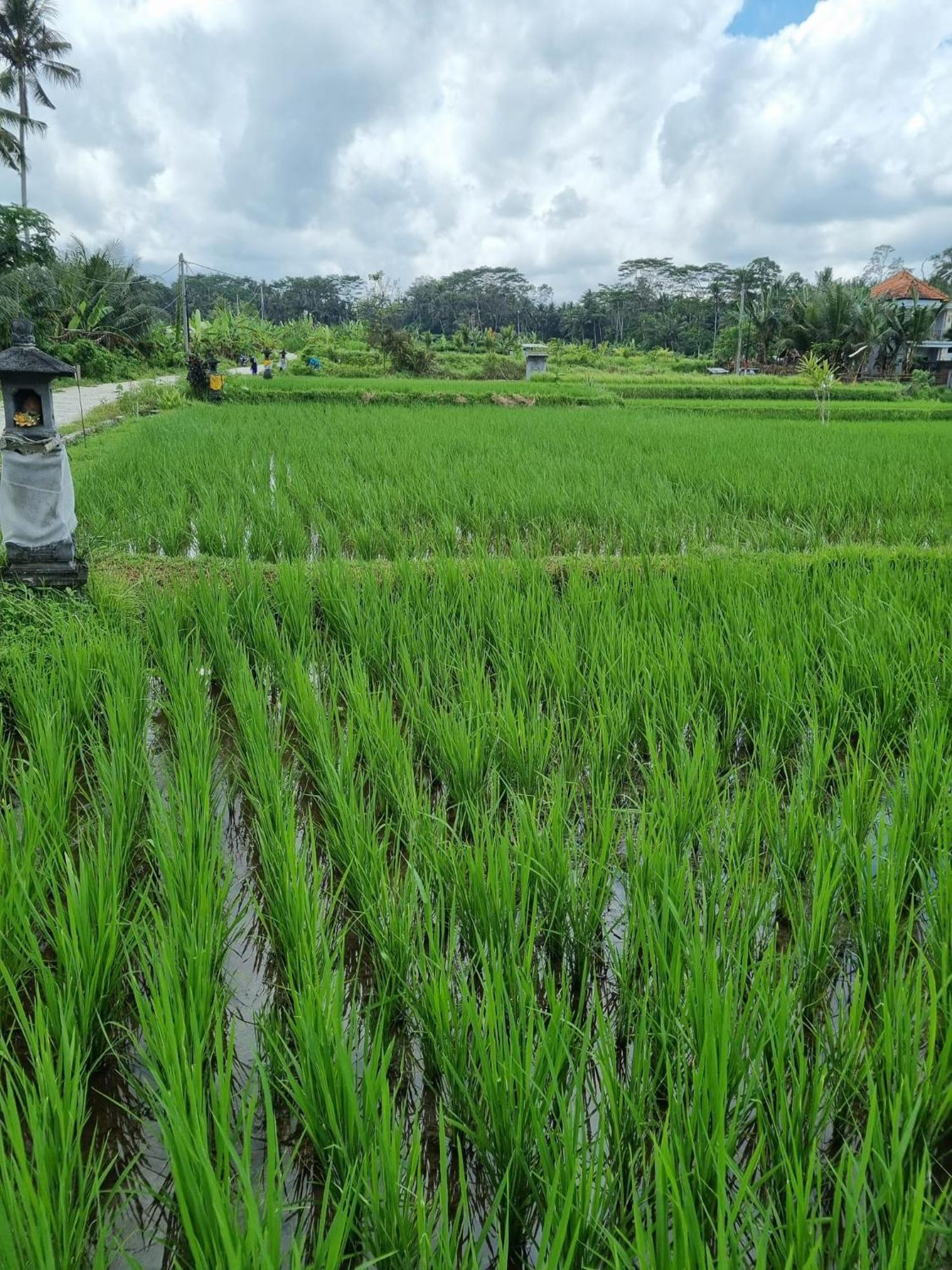 New 4 Bedroom Villa Surrounded By Jungle And Ricefields Ubud Kültér fotó